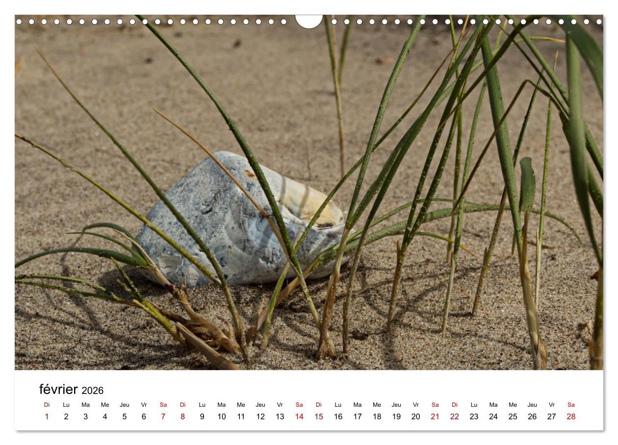 Dunes et mer - Une expérience nature (Calendrier mural 2026 DIN A3 vertical), CALVENDO calendrier mensuel: La mer et les dunes sont un habitat unique ... découvertes à l'observateur attentif.