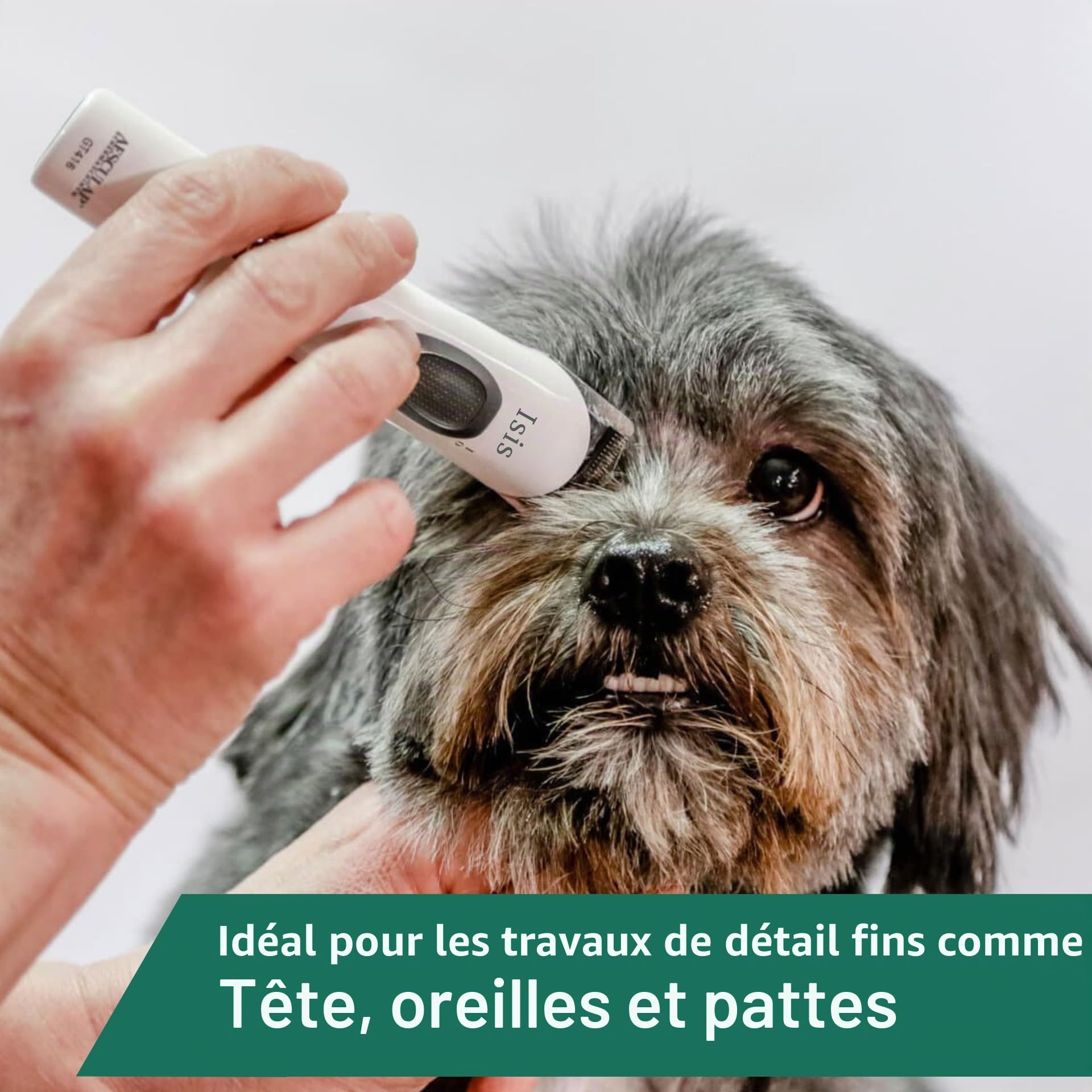 Agrarzone Edition Isis Tondeuse pour pattes de chien – Avec tête de rasage de rechange – Tondeuse pour chien légère et sans vibration pour des travaux de détail fins – Tondeuse pour pattes de chien