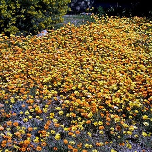 Non GMO Bulk African Daisy Seeds (Flake) Dimorphiteca sinuata (5 lbs)