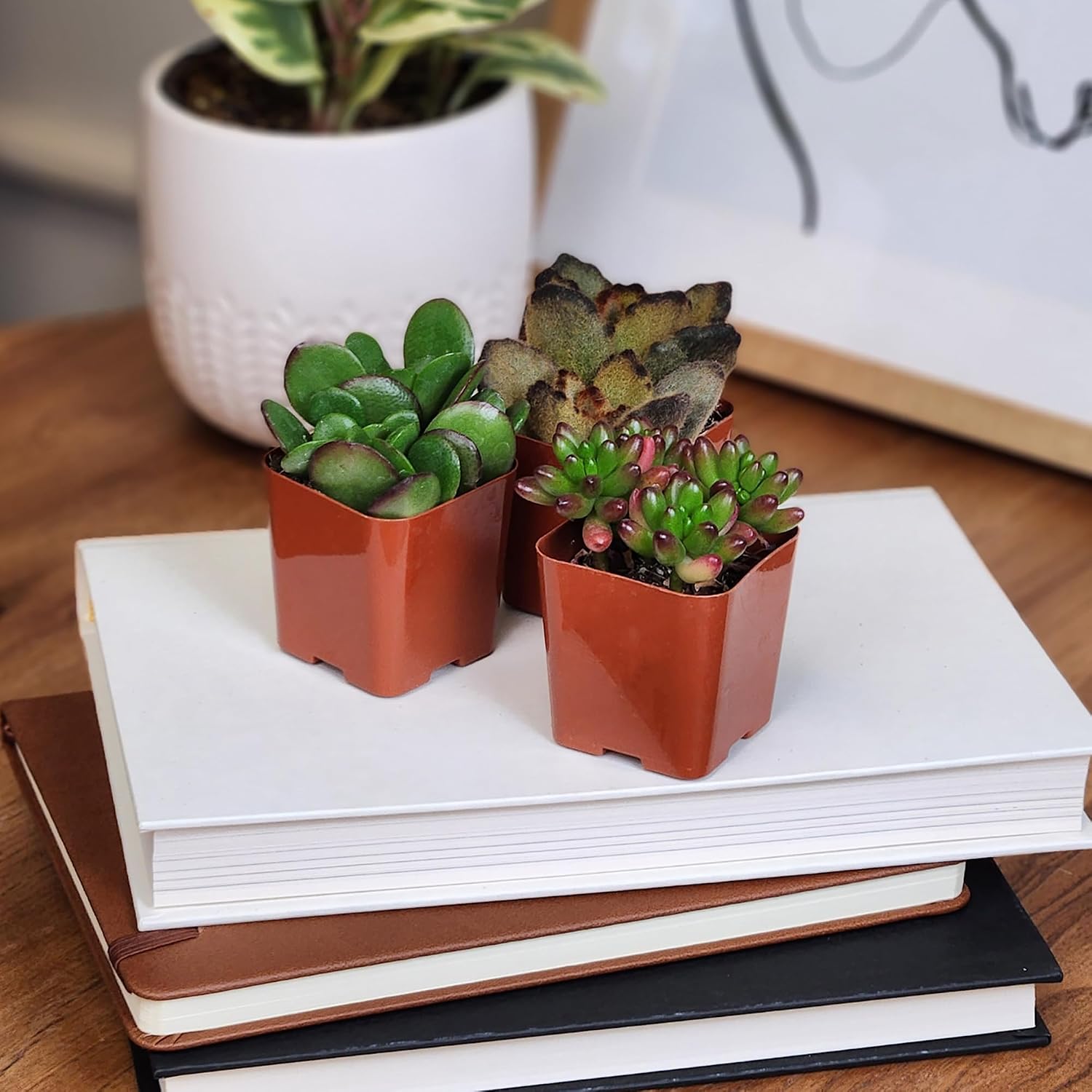 Altman Live Succulents Plant, 6 Pack - Image 10