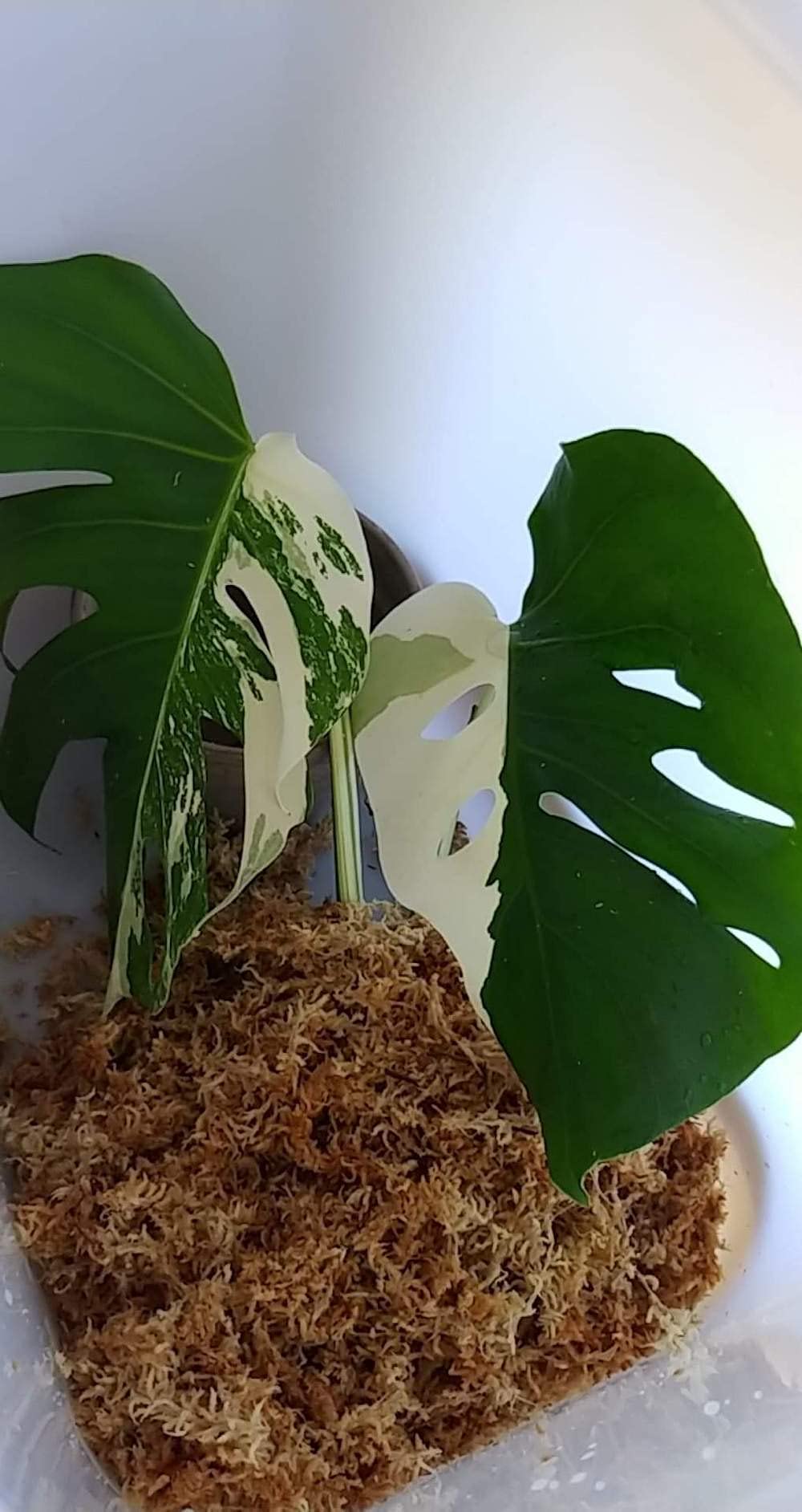 Buy 1Pack 6L Sphagnum Moss for Orchid Plant Soil, Air Layering, Mulching and Propagation Online