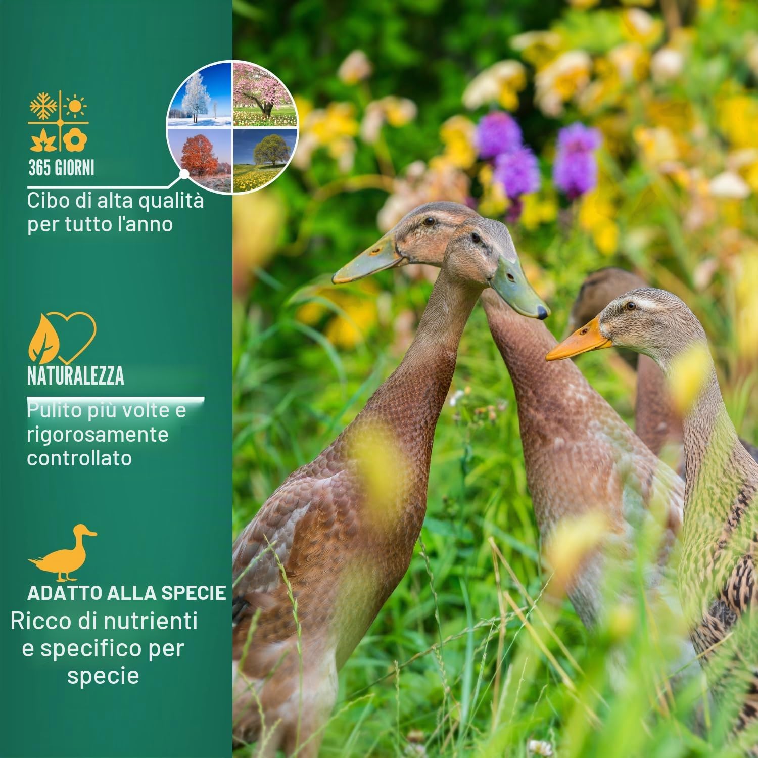 Agrarzone Mangime per anatre granaglie 20 Kg - Formula 100% naturale e senza OGM - Ideale per anatre, germani reali e oche - Ricco di cereali e ad alta digeribilità