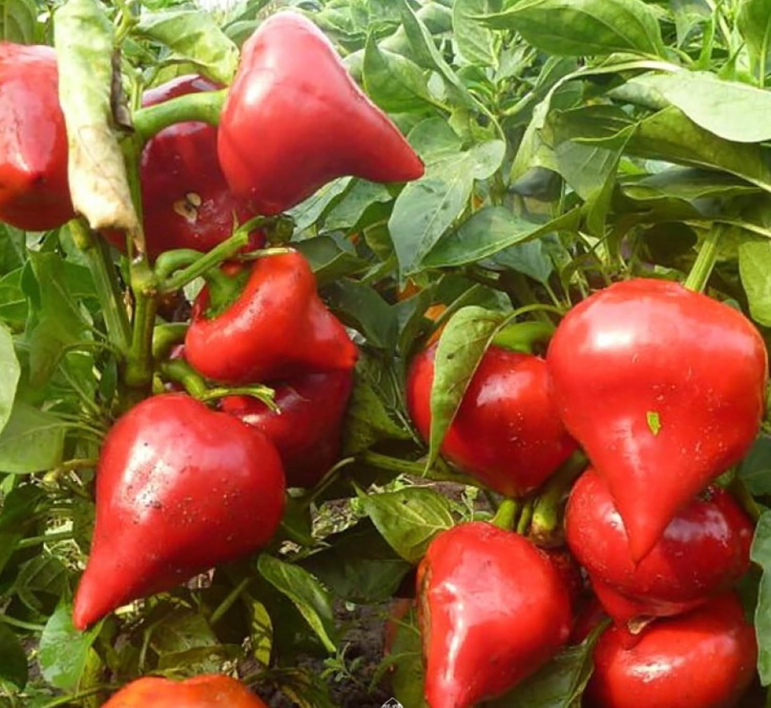 Lesya Sweet Pepper Seeds - 10 Seeds - Heart-Shaped, Ultra Thick Walls ...