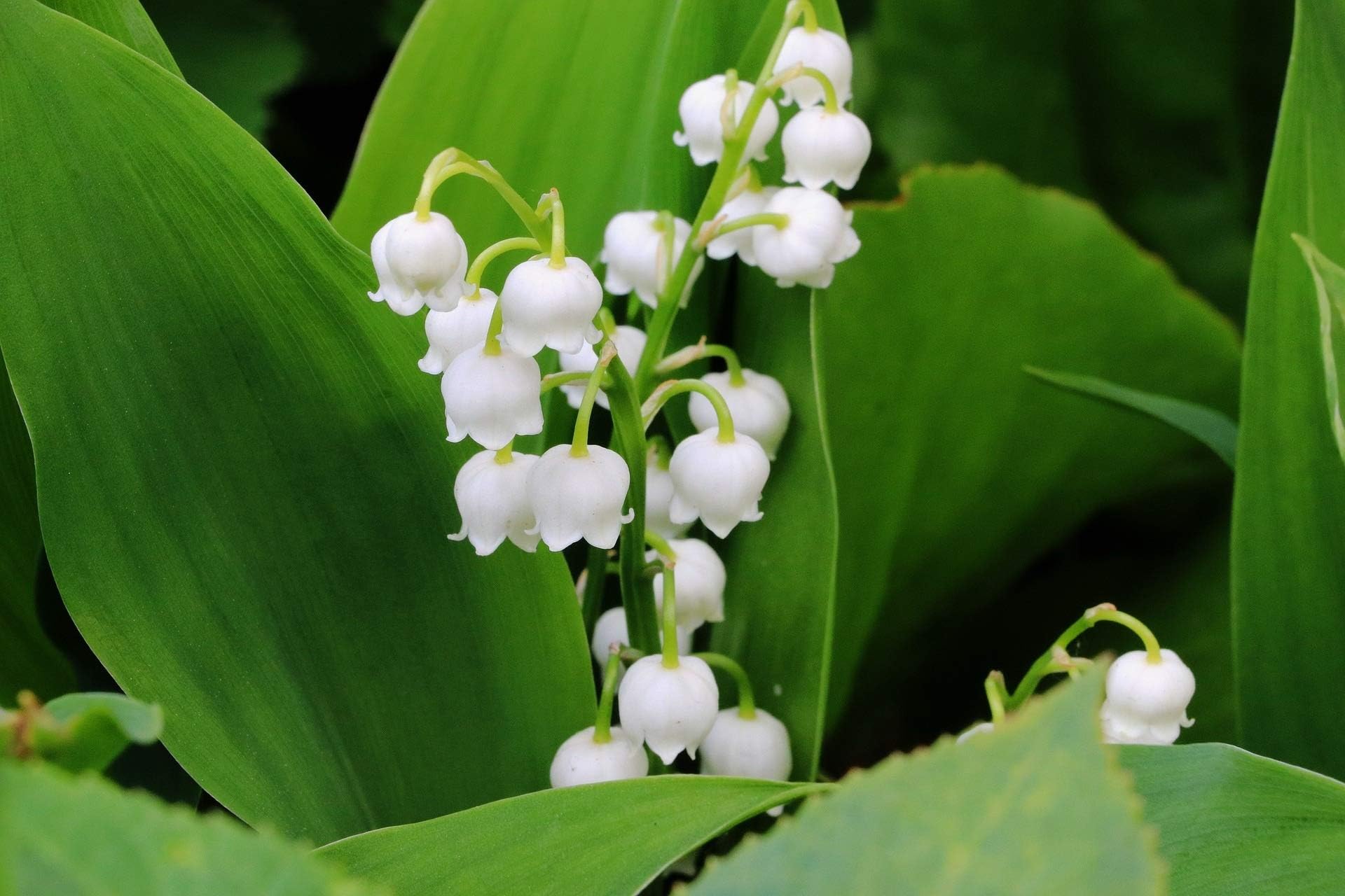 8 Bulbi Di Mughetto Profumati - Piante Resistenti Al Freddo Per Balcone E Giardino - Convallaria Majalis - Foto 7