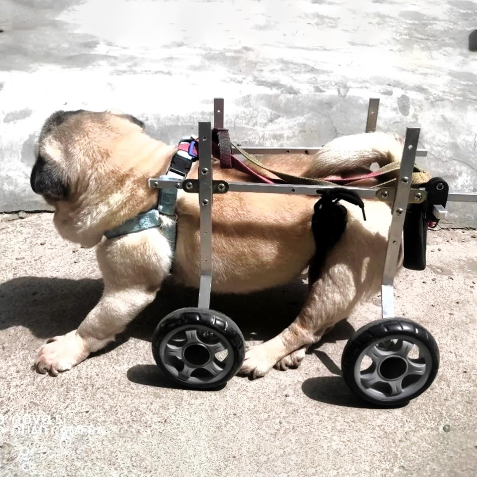Orthèse pour hanches et jambes de petit chien avec châssis rigide en aluminium