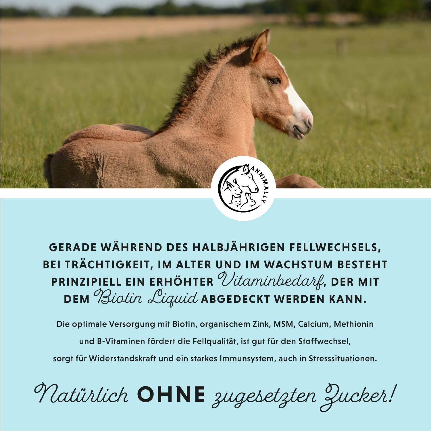 Annimally Pferd Biotin Zink Liquid 1000ml - Pflege für Haut, Haare & Hufe für Pferde - Biotin, Zink und MSM flüssig für EIN gesundes Fell - Fellpflege & Hufpflege für Pferde