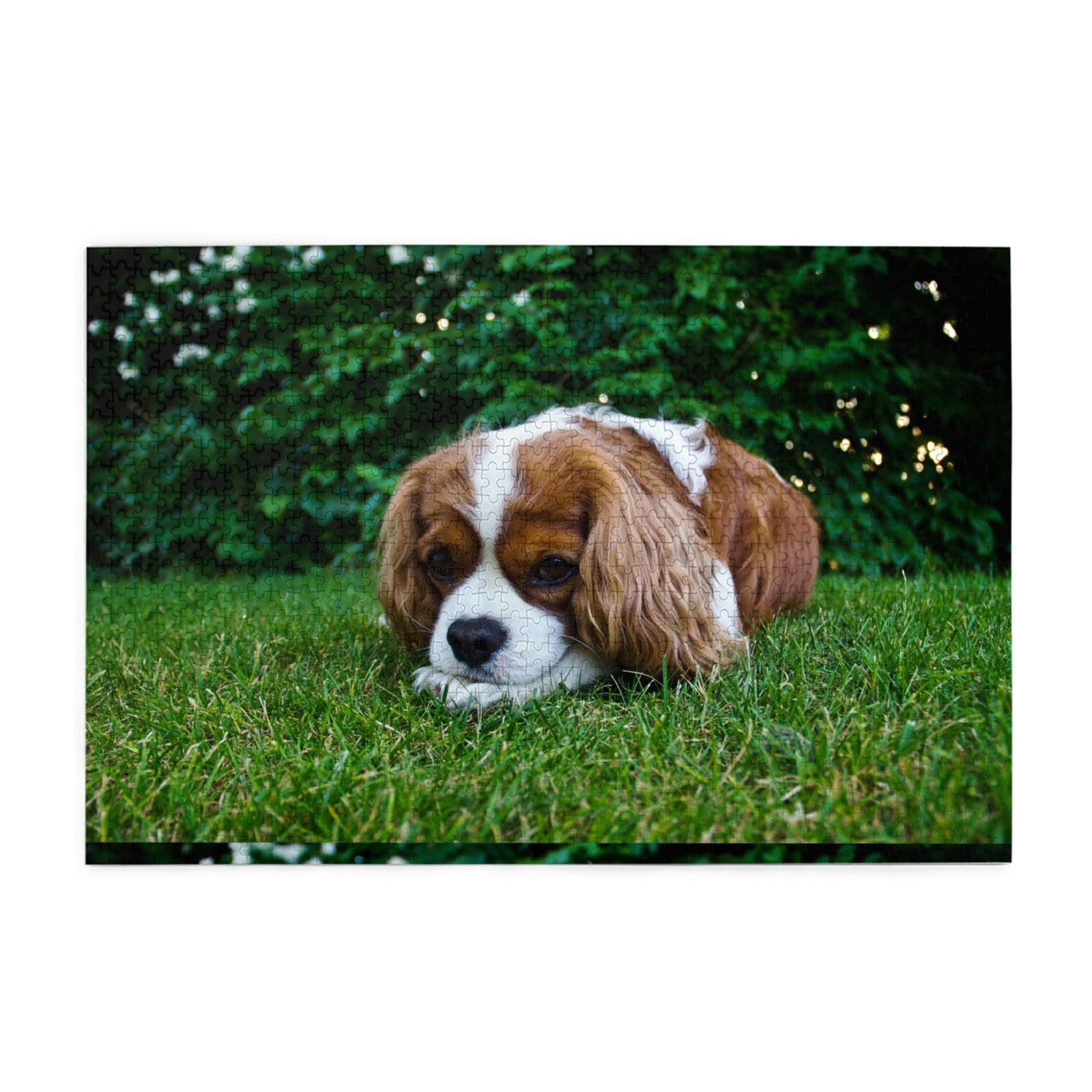 Gioco di puzzle per adulti, puzzle impegnativi, puzzle da 1000 pezzi, Cavalier King Charles Spaniel marrone bianco