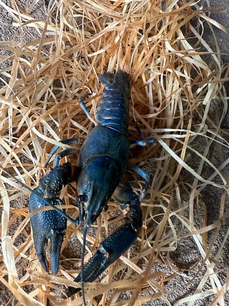 Blauer Edelkrebs-Rarität-die Gesundheitspolizei für den Gartenteich