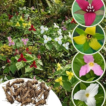 10 Mix Trillium Bulbs, Perennial Flower Bulbs for Garden, Large Bulbs, Trillium Flower Bulbs, Trillium Roots for Planting