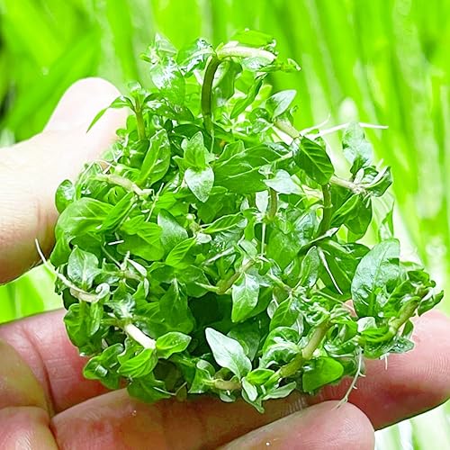 Greenpro  Live Staurogyne Repens Porción Bolsa Cultivo de tejidos Plantas de acuario Midground para decoración de peceras