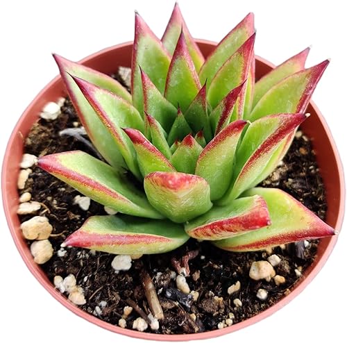 Miniatura 3 de Plantas de cactus suculentas vivas de USKC (maceta de 4 pulgadas) (Echeveria agavoides Lip Stick)