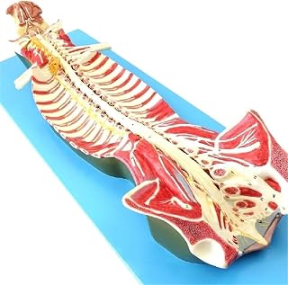 医療ギフト、人間の脊椎脊柱管の解剖学的モデル