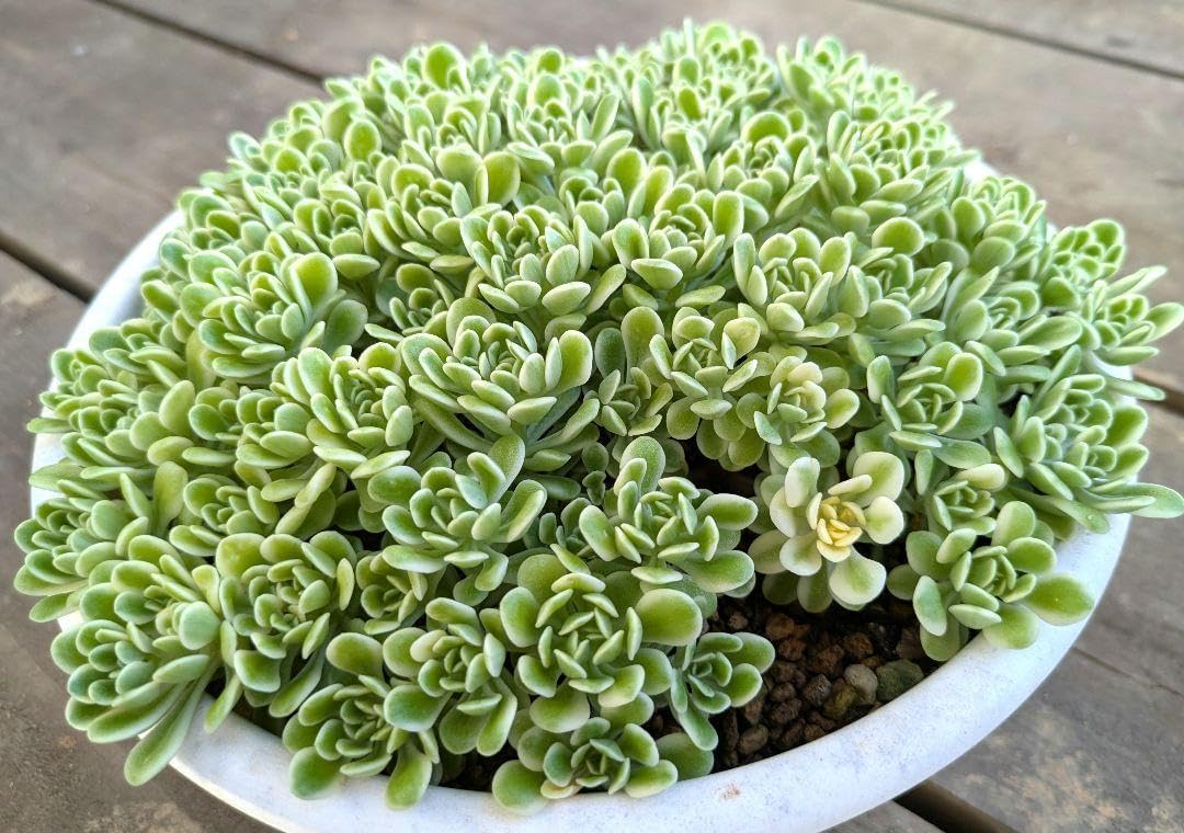 斑入り葉セダム 鉢のまま セダム 浜万年草錦 セダム・斑入り丸葉