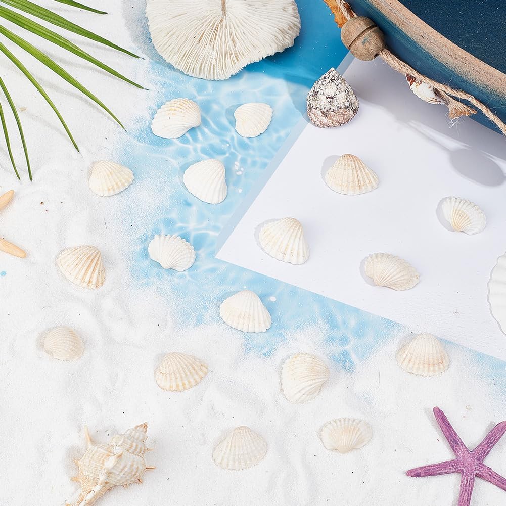 300Pcs Small Clam Shells Seashell Decorations Natural Summer Beach Sea Ocean Themed Animals No Hole Undrilled Bead Ornament for Wedding Home Beach Theme Party Fish Tank Vase DIY Decoration