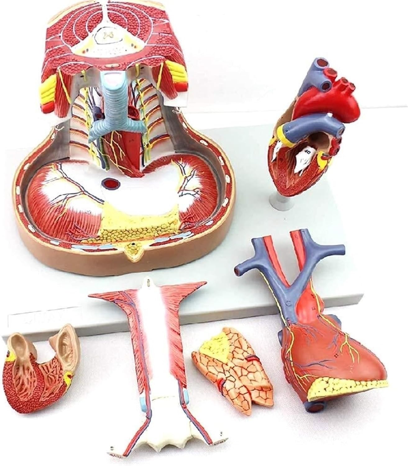 SENJINGHUA Human Heart Anatomical Model, Human Body Mediastinum Anatomy Model, Biology Teaching Model, Sternum Thymus and Mediastinum Medical Model for Science Classroom Study Display. ﻿