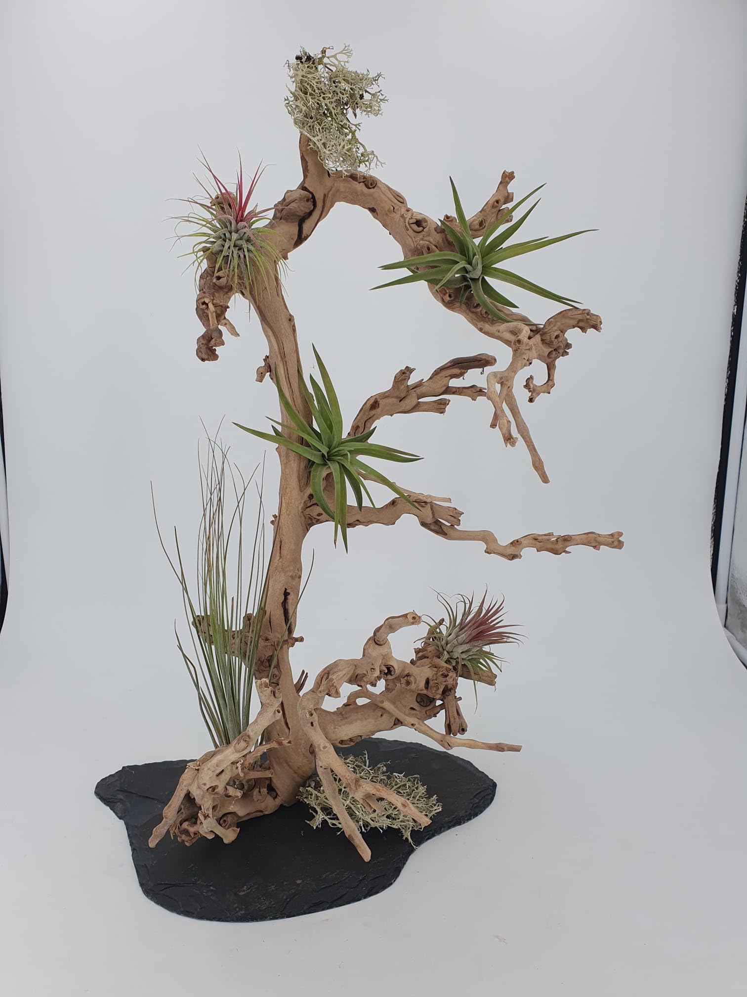 Weinrebe Baum auf Schiefer mit Tillandsien bepflanzt Deko für Wohnraum und Terrarium Größe ca. 50 cm SAHAWA