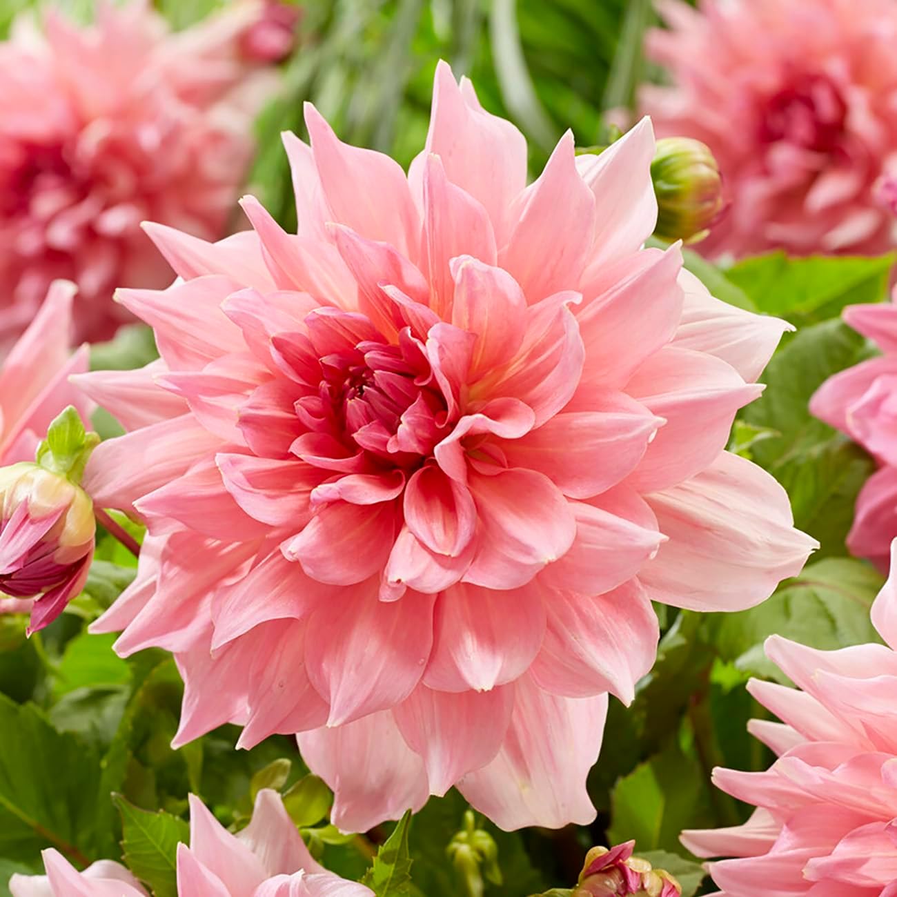 Van Zyverden Dahlias Otto's Thrill Set of 5 Bulbs