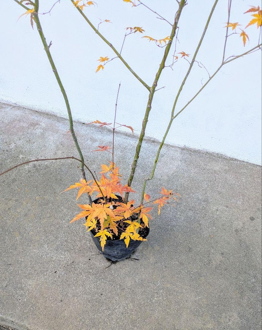 山採り アオダモ イロハモミジ 混合株 山採り アオダモ イロハモミジ 山採り アオダモ イロハモミジ 混合株 山採り アオダモ イロハモミジ