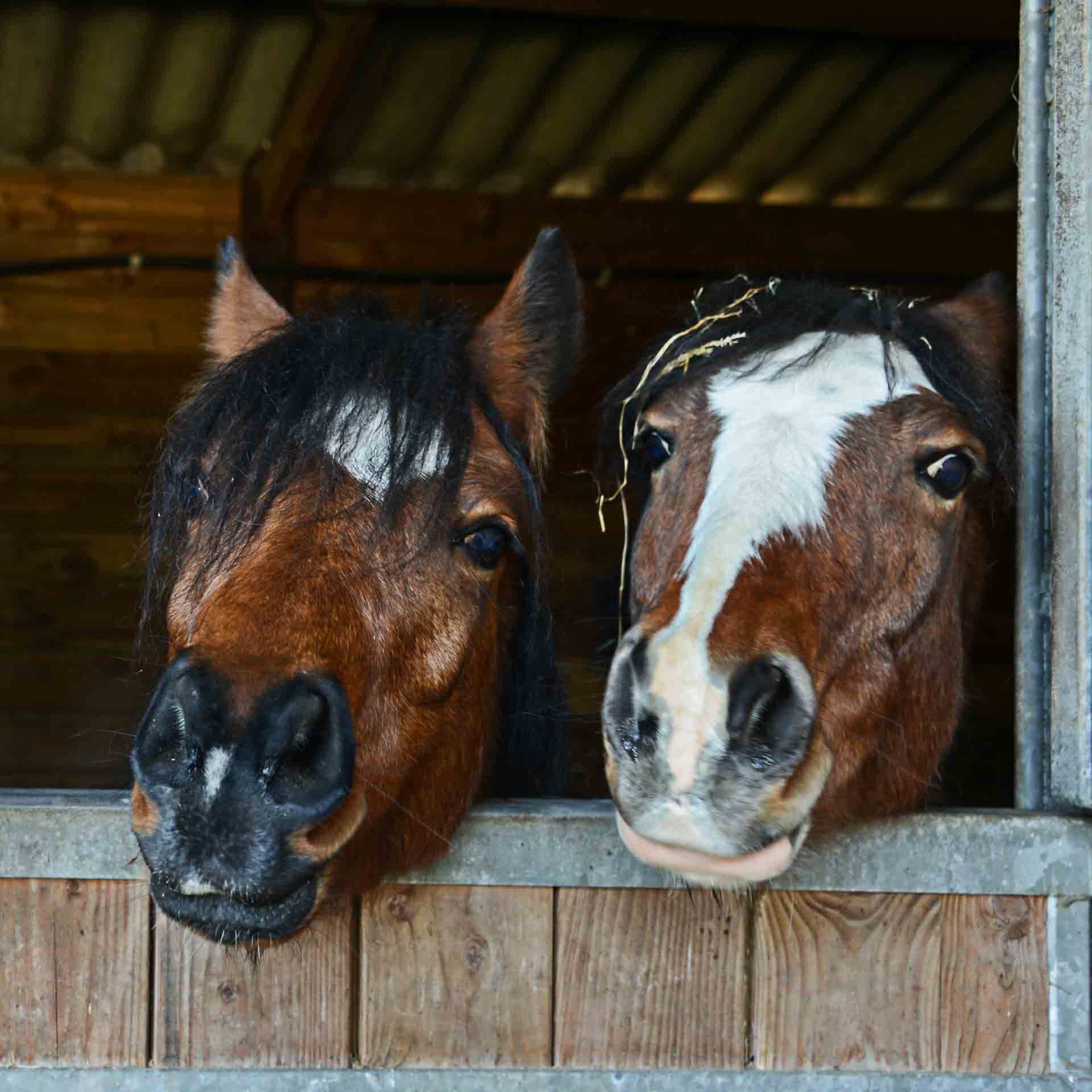 19kg Einstreu German Horse Exquisit 500l | Ideal bei Huferkrankungen und Atemwegserkrankungen | Hohe saugfähigkeit staubarm hygienisch