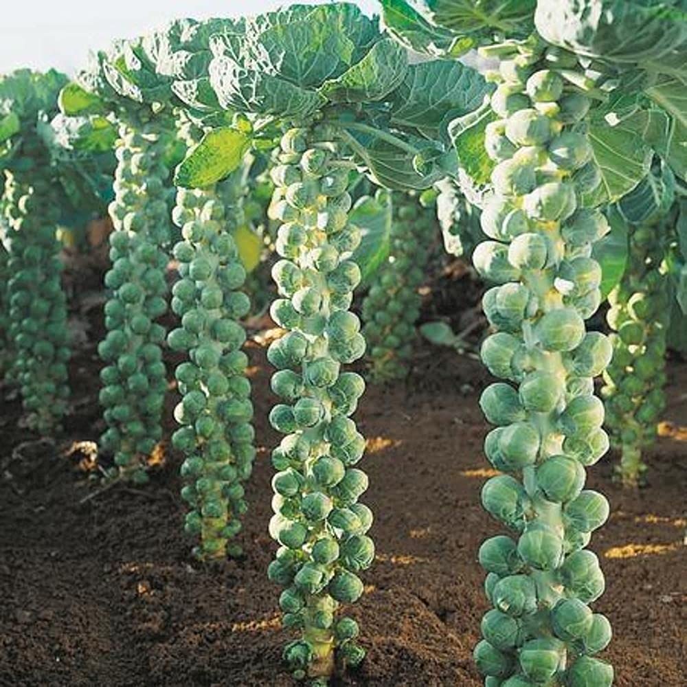LIVE GREEN Vegetable Seeds | Brussel Sprouts F1 Hybrid Seeds For Home Gardening (20 seeds pack) (B09BV4HPH3) Amazon Price History, Amazon Price Tracker