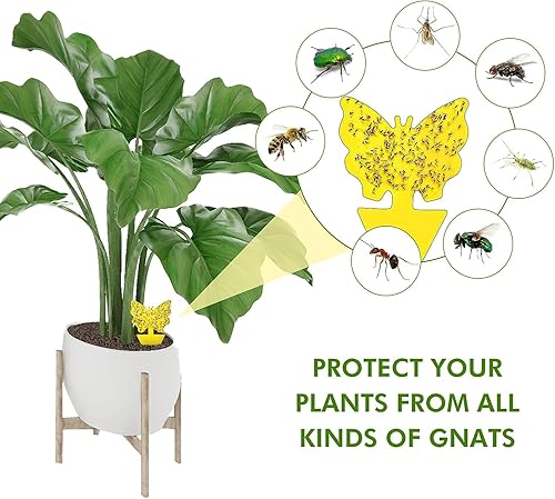 Miniatura 4 de 36 trampas adhesivas para mosquitos de hongos para interiores y exteriores, trampas adhesivas para hongos y mosquitos para plantas, trampas