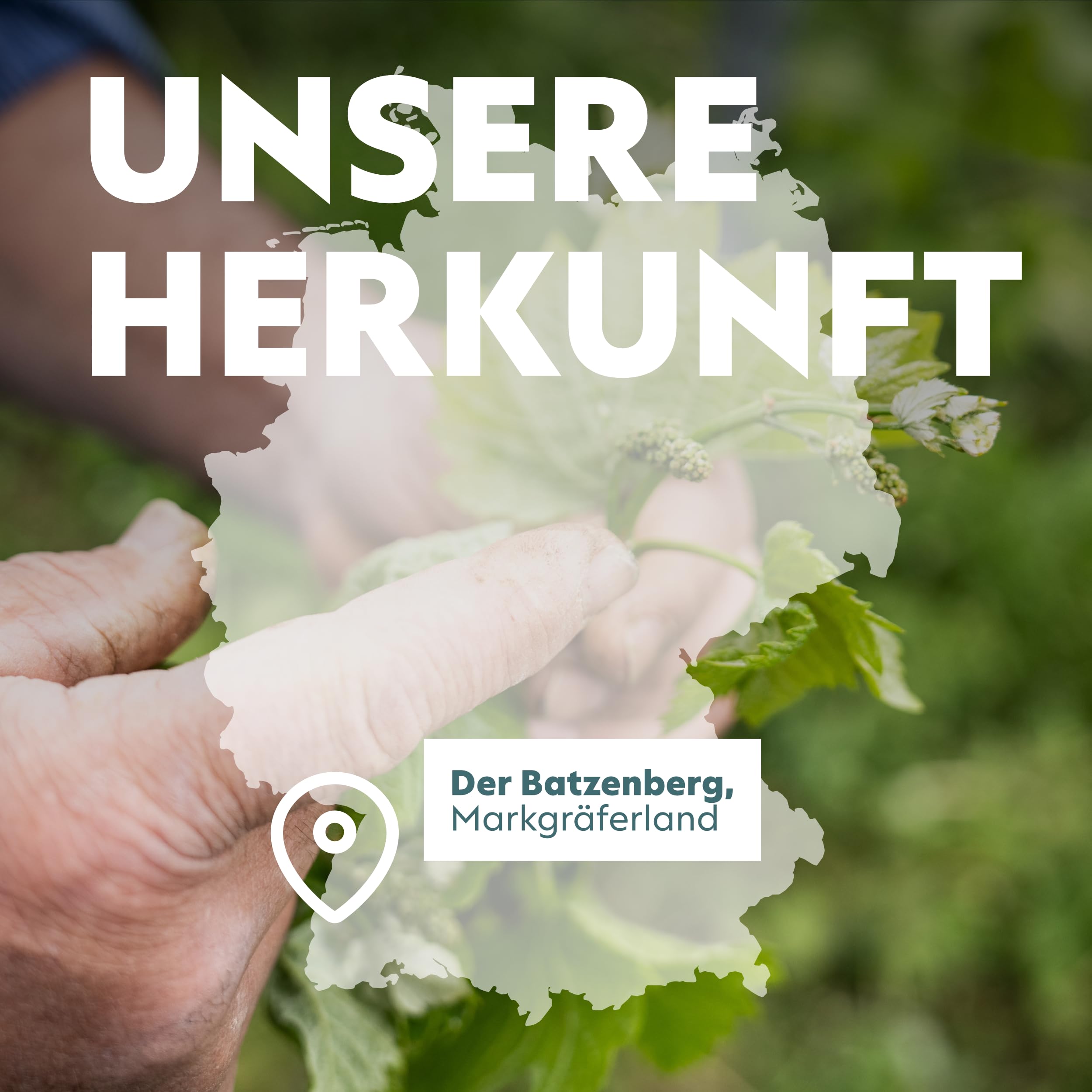 Wolfenweiler Leitwolf Probierpaket Weißwein - 6er Wein-Paket mit KIRA, NIKA, CITO - Weißwein trocken & feinherb aus Baden (6 x 0,75l)