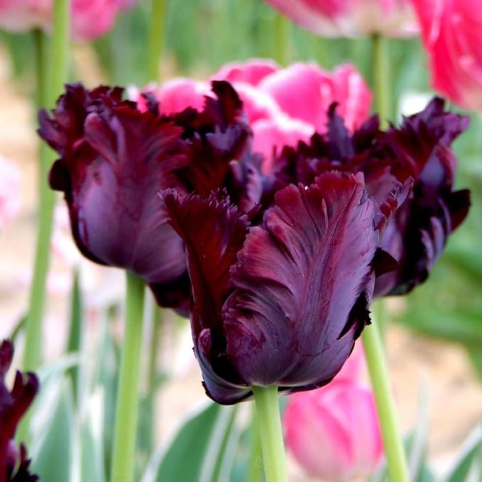 Tulip Bulbs Mix for Planting Now UK/Natural Organic/Good for Containers/Strong Plants That Grow Well/Greening Flower/Cut Flowers/Wedding Flowers.-3bulbs-J