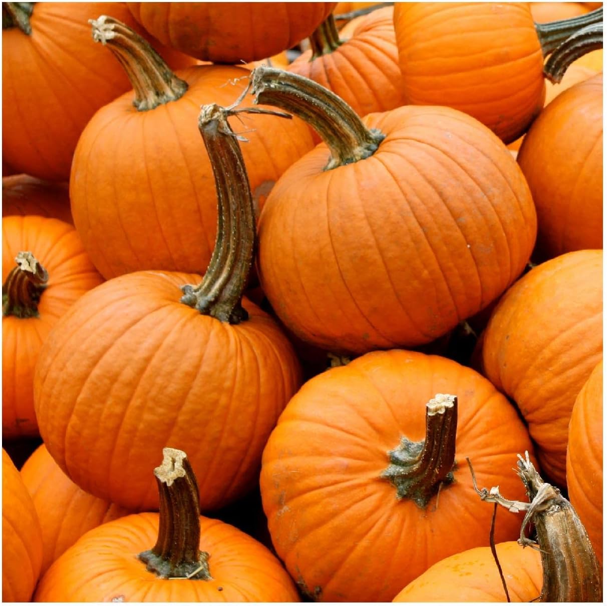 Everwilde Farms - 1 Lb Small Sugar Pumpkin Seeds - Gold Vault