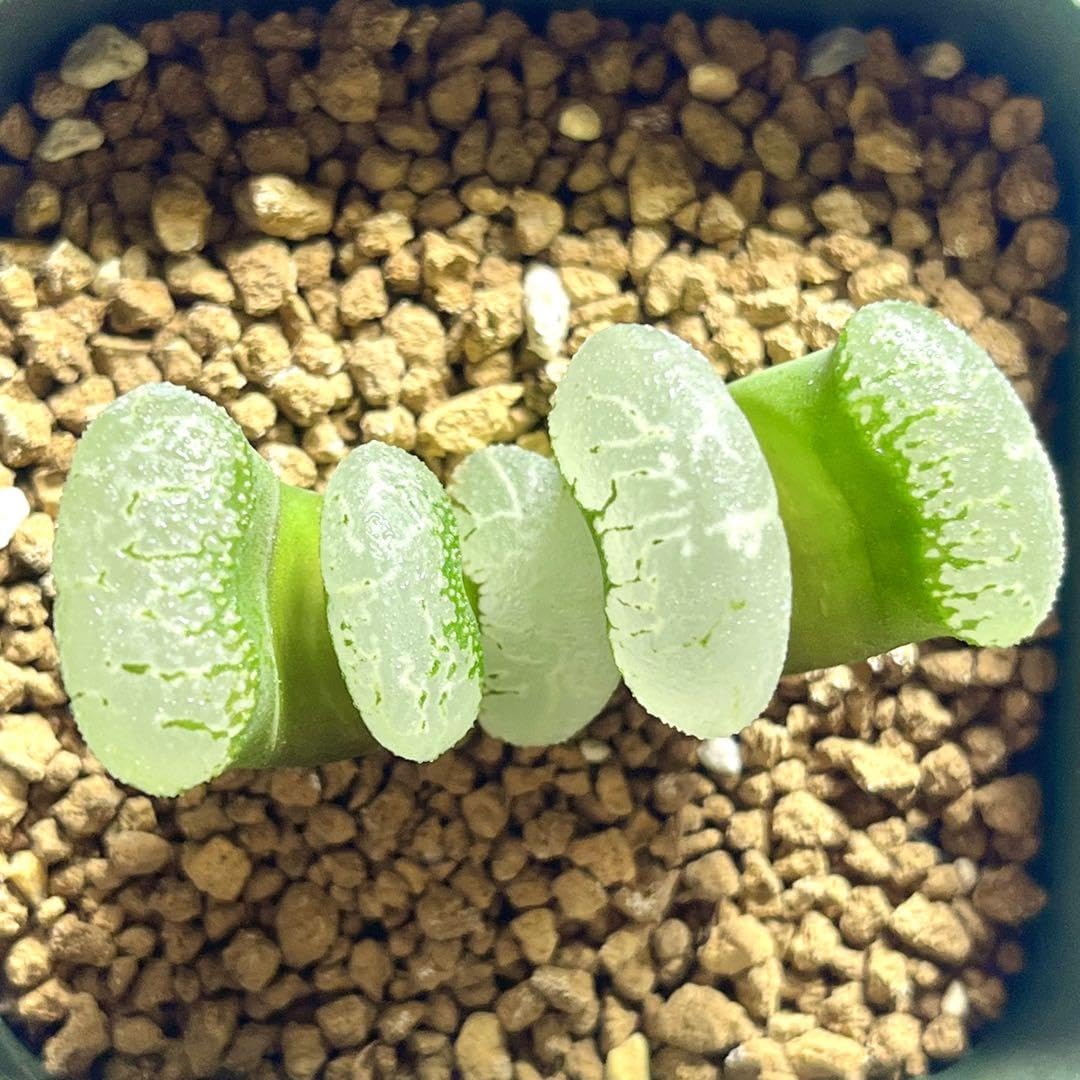 Amazon.co.jp: 玉扇の銘品多肉植物 ハオルチア 玉扇 うきも : ホーム