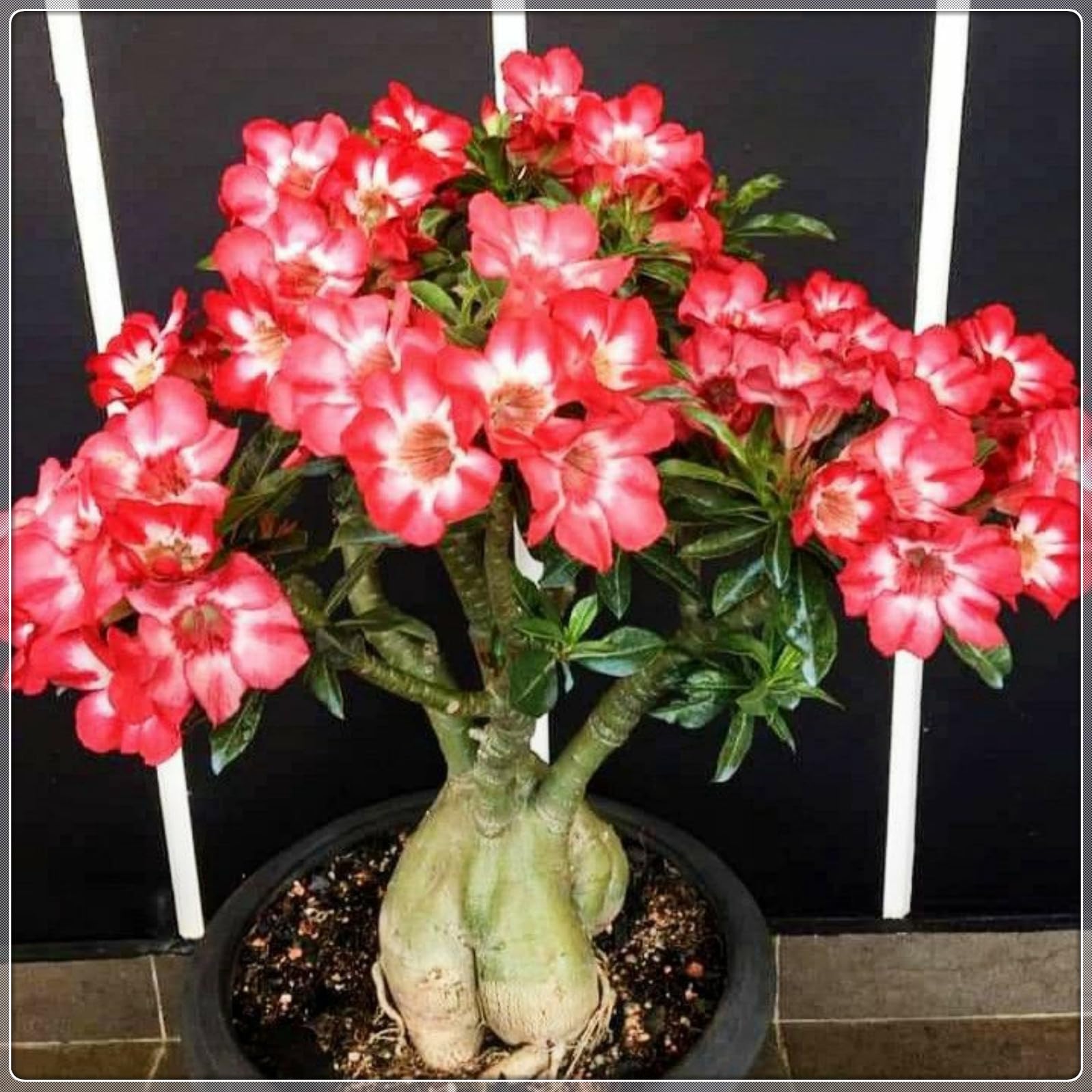 Magnificent Desert Rose Bulbs in Bulk: Hardy Perennial Desert Rose Bushes for Garden Ready to Plant Garden Displays-4 Bulbs-G