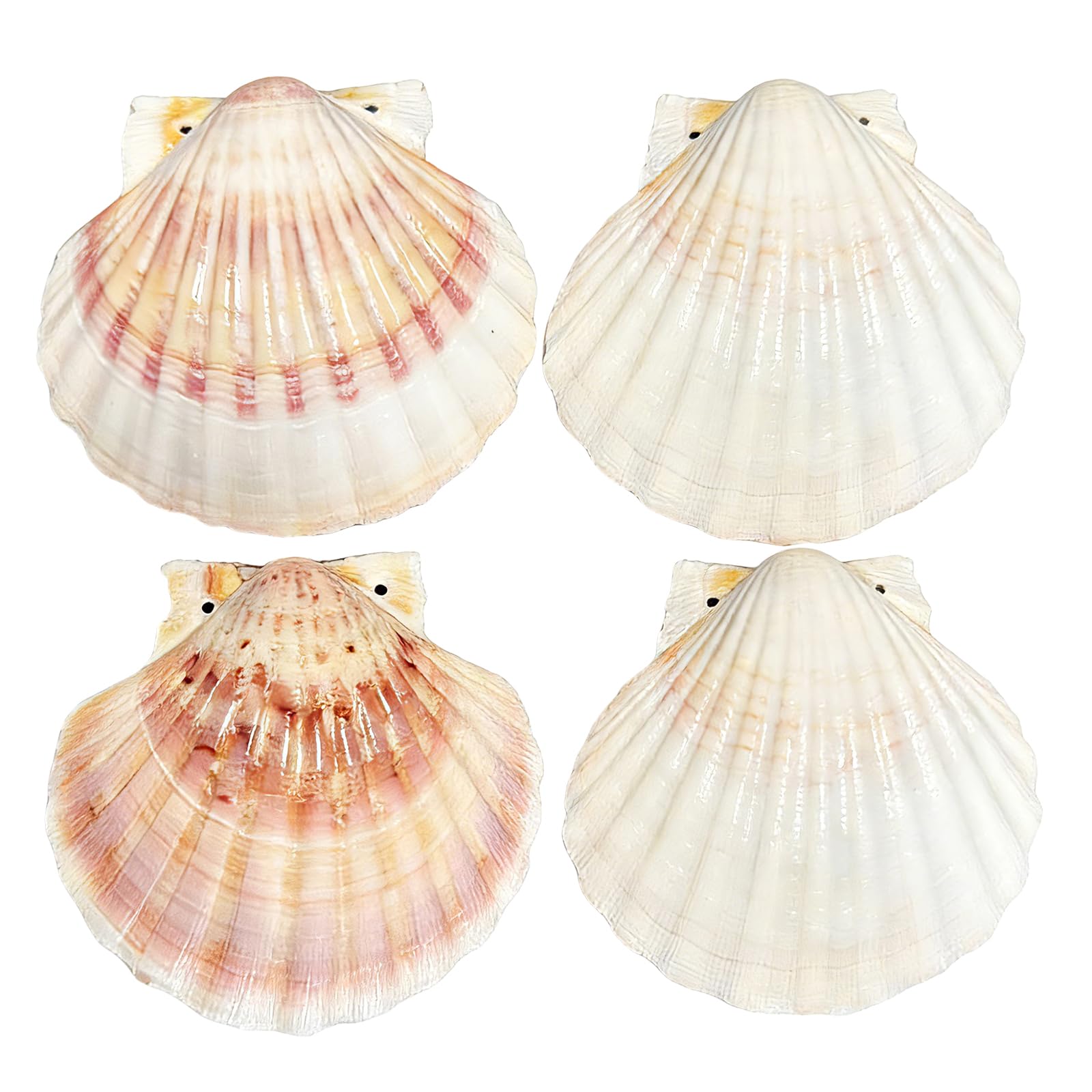 Yeqqzq White 4 Pcs Sea Shells Scallop Shells For Baking Diy Craft Home Vase Fillers & Beach Wedding Party Decor