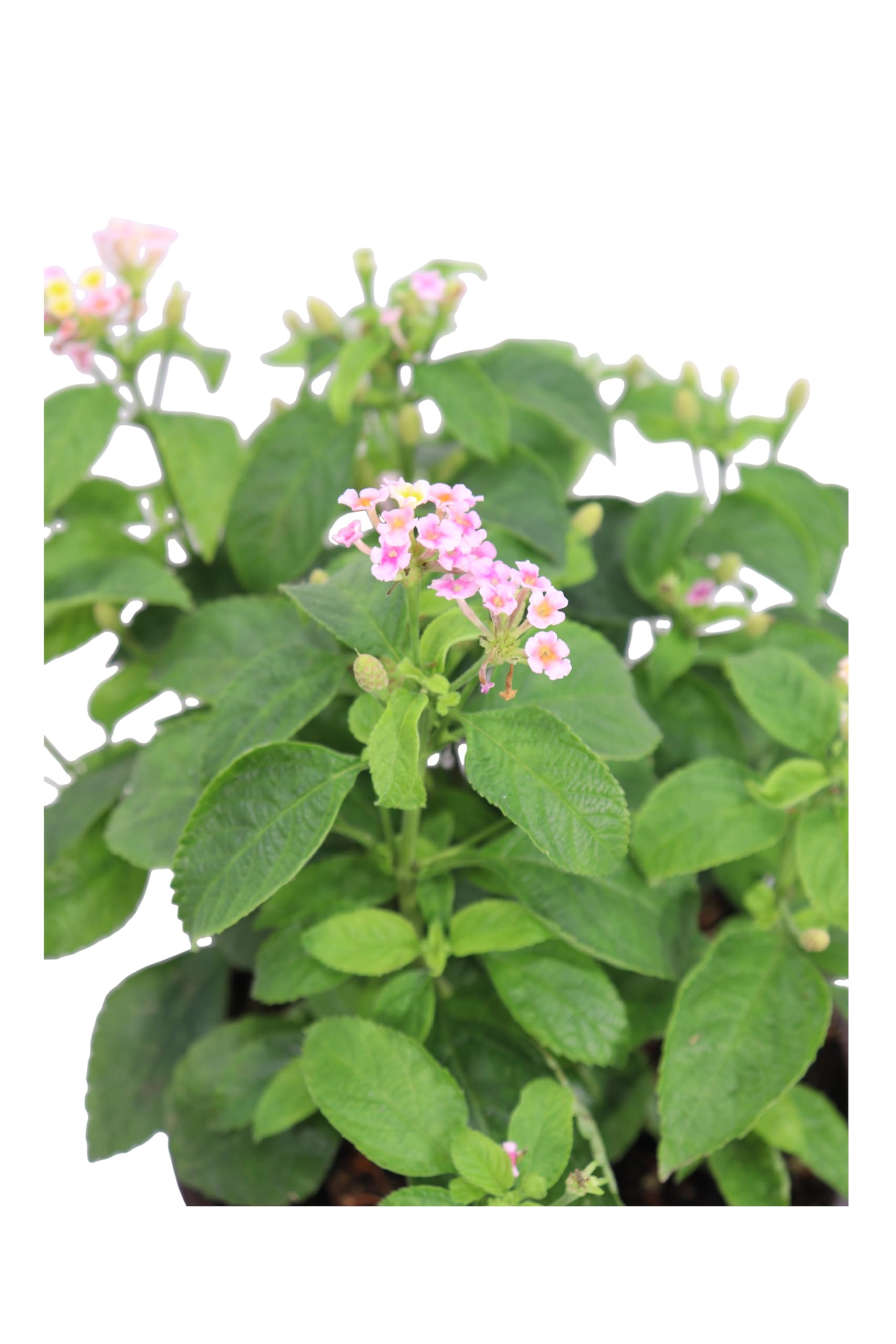 Pianta di Lantana Camara pianta da esterno da fiore Lantana Camara ornamentale pianta vera venduta da eGarden.store (Rosa v.15 cm)