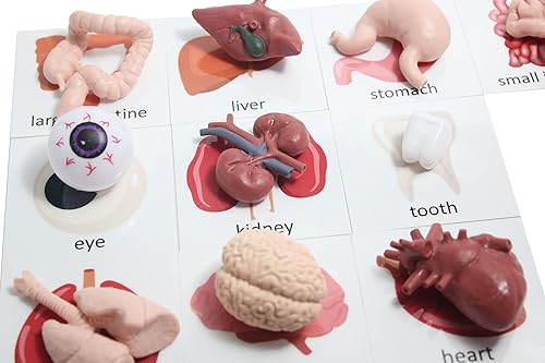 Miniatura 2 de Curious Minds Busy Bags Montessori Human Organ Match - Partes del cuerpo en miniatura con tarjetas a juego - Juguete de aprendizaje de biología de