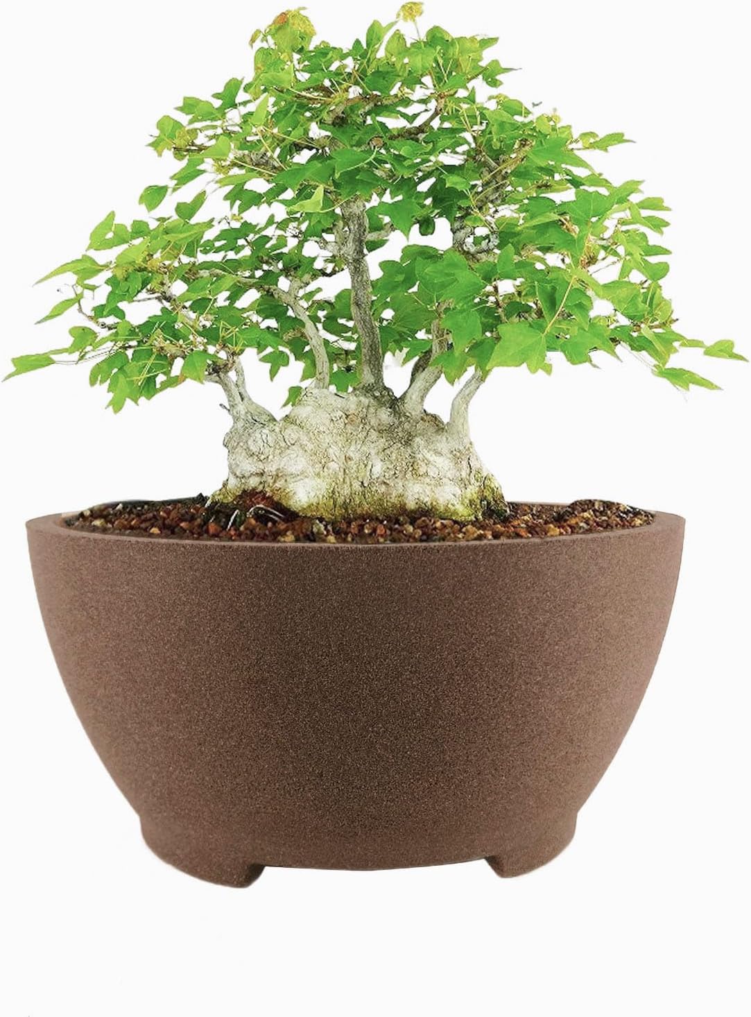 8.26" Brown Ceramic Bonsai Pot with Drainage Holes - Large Unglazed Clay Planter for Ficus Trees, Succulents & Indoor Plants, 4" Deep Round