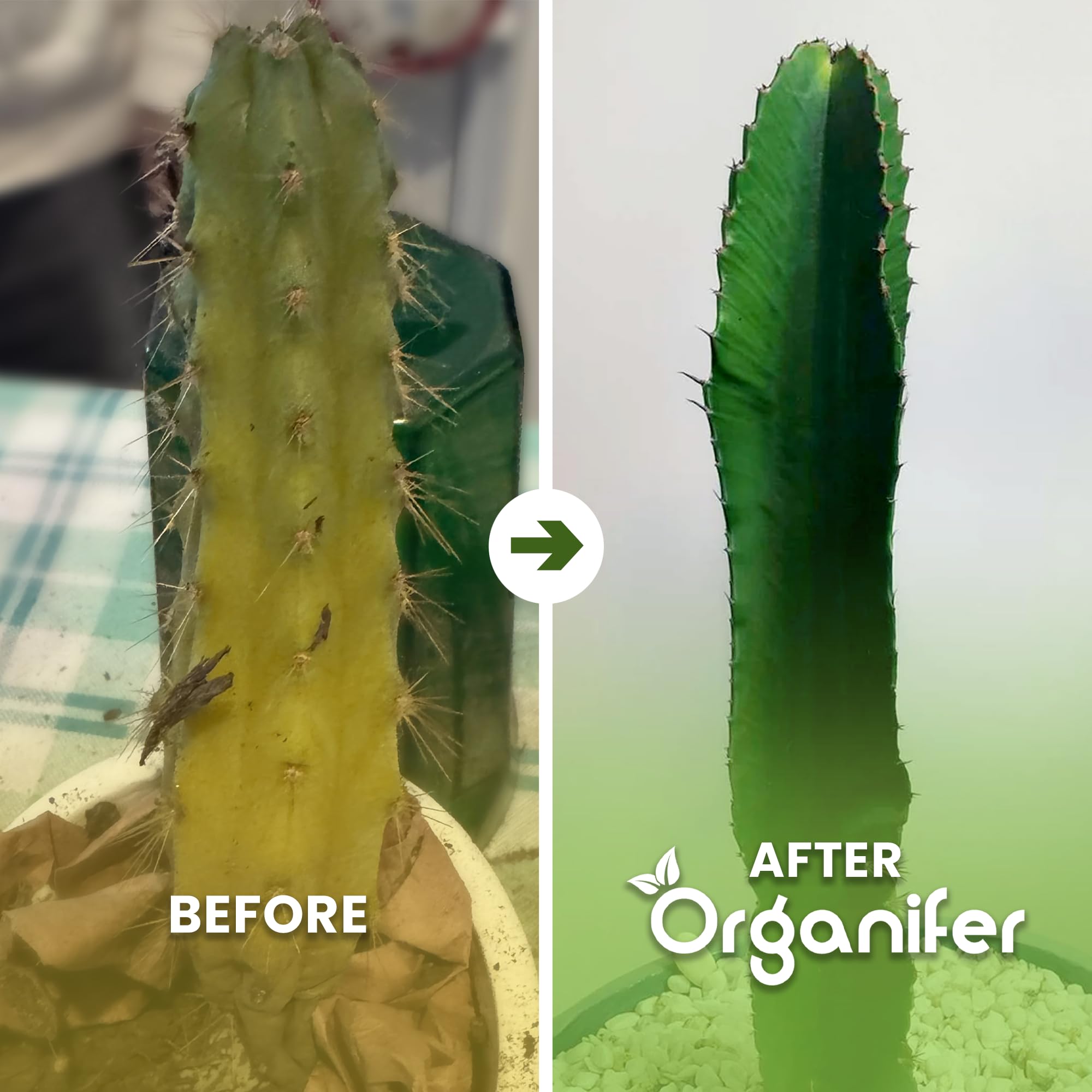 Engrais Liquide pour Cactus, 1L, Organique, Favorise Croissance et Résistance à la Sécheresse