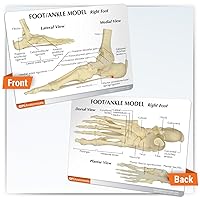 Vista 4 de Modelo anatómico de huesos y articulaciones de pie y tobillo