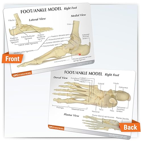 Vista 4 de Modelo anatómico de huesos y articulaciones de pie y tobillo