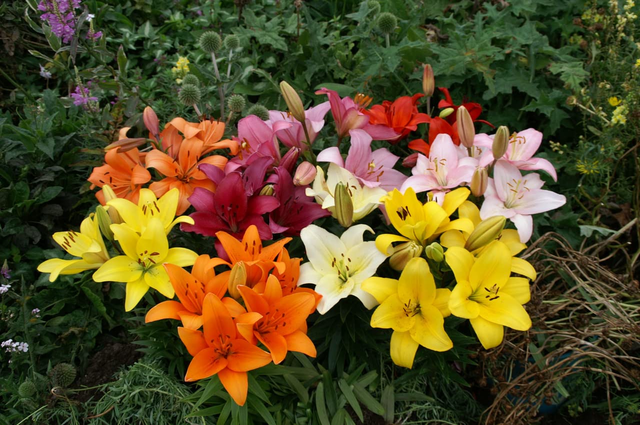 Audbhidhi Seeds Asiatic Lily Plant Live (Bulbs) For Home Gardening pack of 5 bulbs (B0C6Y7KGV7) Amazon Price History, Amazon Price Tracker