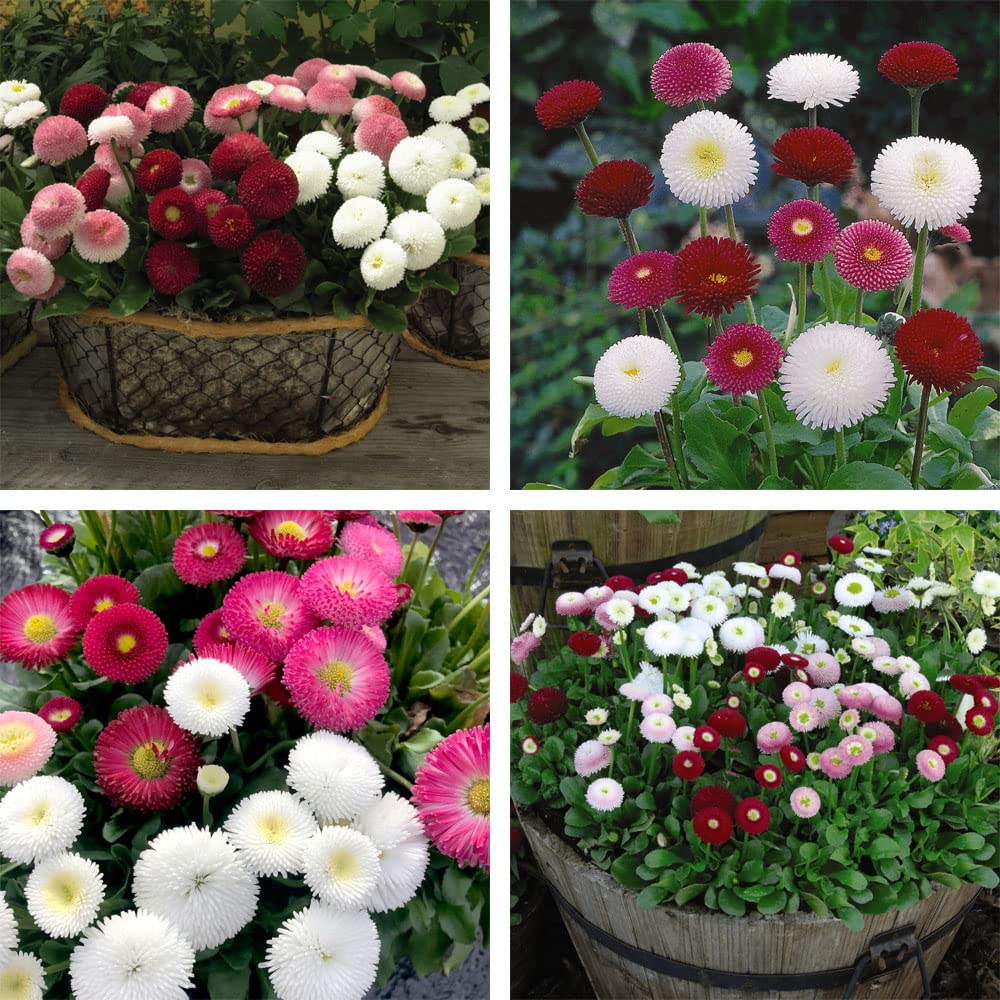 Bellis Plants ‘Bellisima Mixed’ Hardy Perennial White, Pink & Red Blooms Flowering Mixed Ideal Patio Garden Plants Easy to Grow Your Own with 24x Garden Ready Plug Plants by Thompson & Morgan