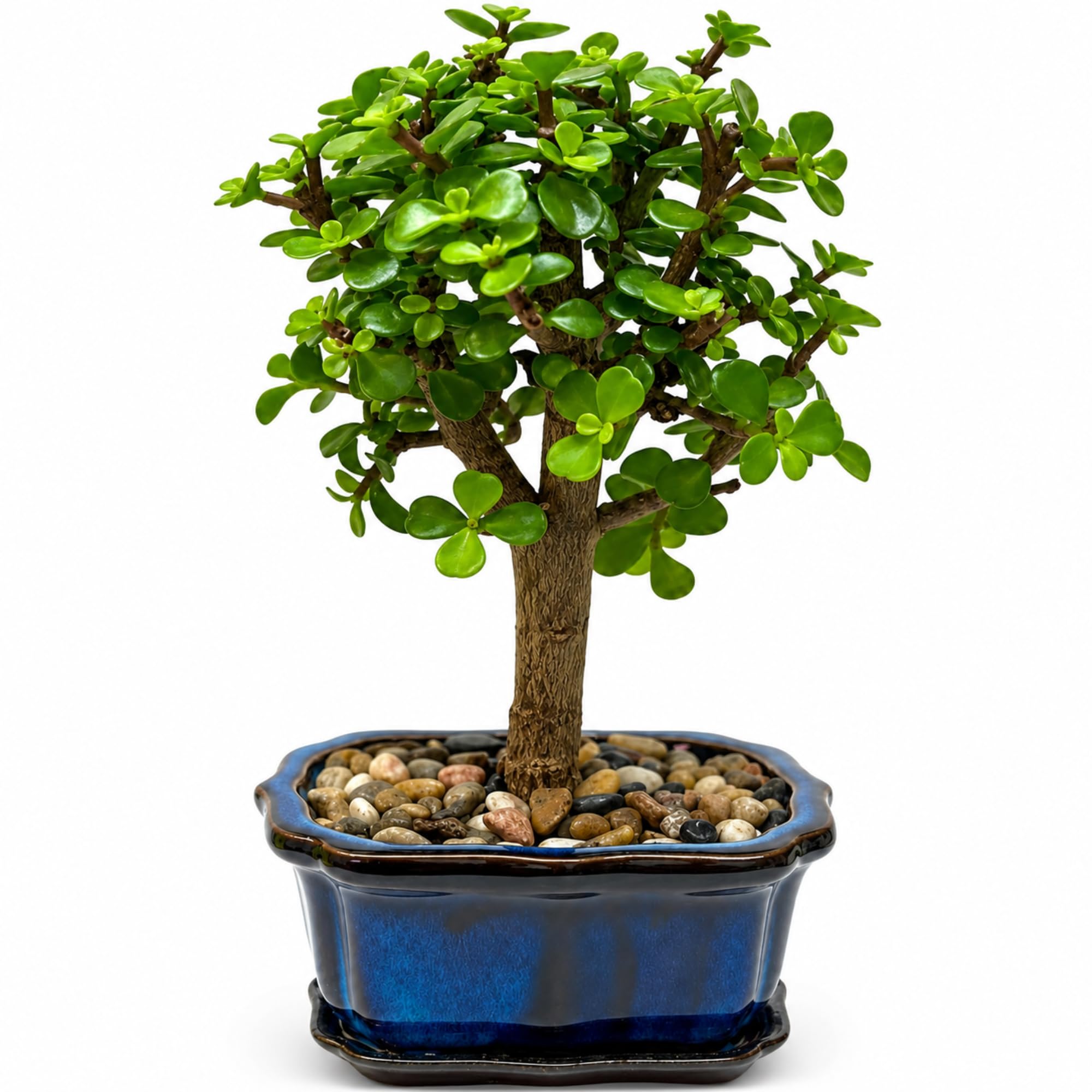 Amazon.com: Jade 盆景樹活植物易於保養室內多肉植物室內植物| Live