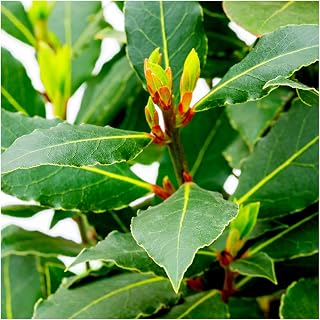 Laurus nobilis/Bay Tree in 1.5L Pot, Cooking Bay Leaf, Bushy Evergreen Shrub 3fatpigs®