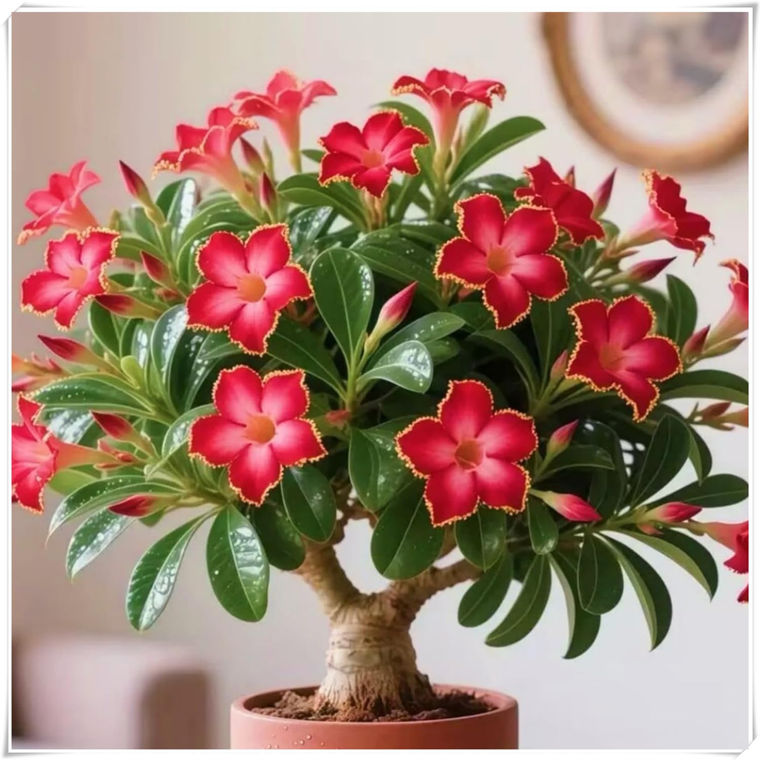 Rosa del Deserto Rara-Naturale, Sottile, Rizoma di rosa del deserto -Compatta, Robusta, Elegante-4 Bulbi-H