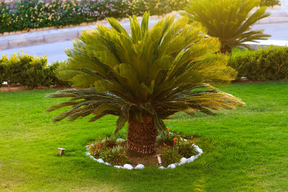 Amazon.com : Sago Palm Seeds for Planting - Great Indoor Plant (2