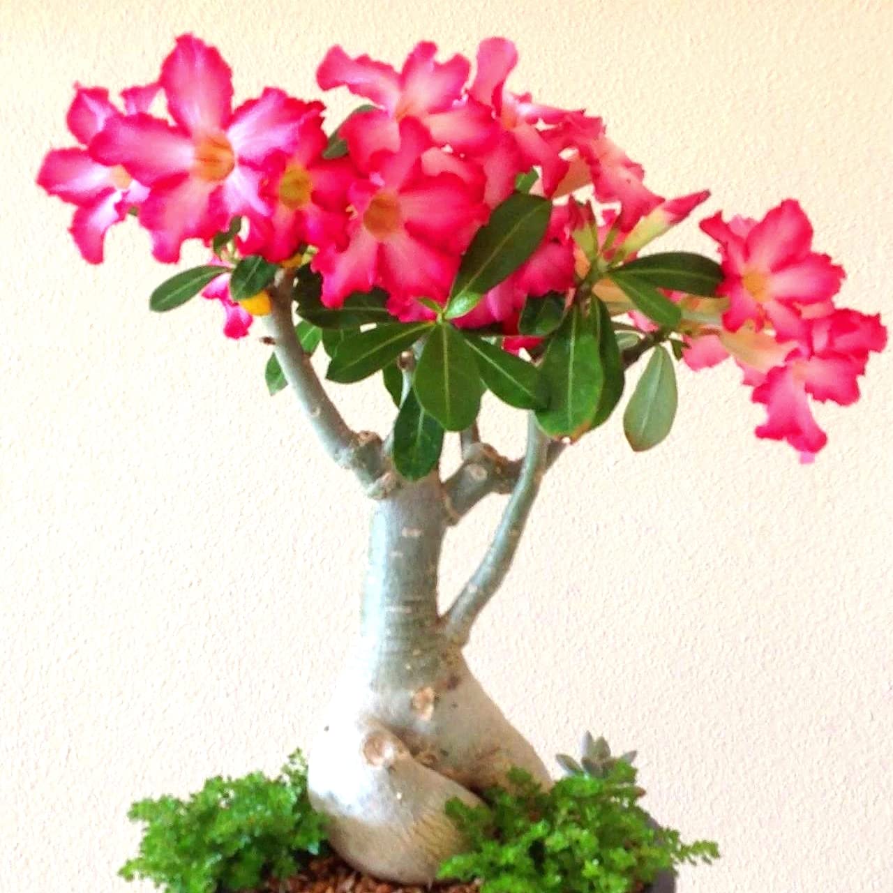 Wsten-Rose Wurzel, Pflanze Adenium blhend, Zimmerpflanze, Kronenblume  Knollen Seltene Farbe Home Staude Park Dekoration Blte im Frhjahr-Farbe  2,1 Wurzeln : Amazon.de: Garten