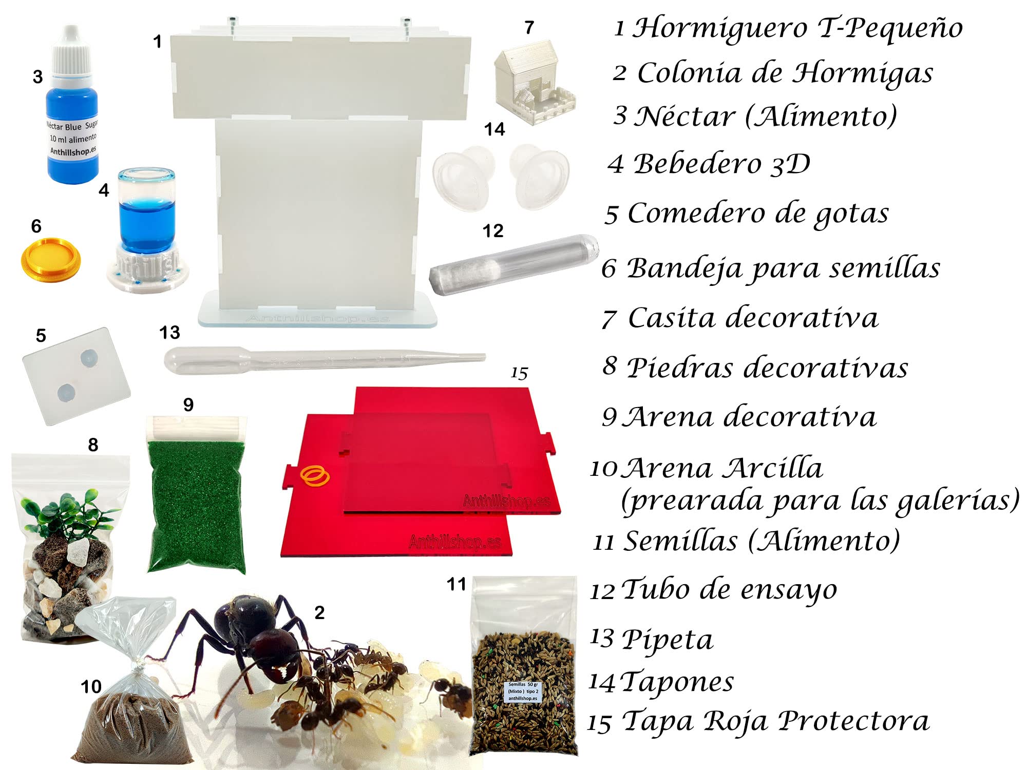 Hormiguero T 15x15 Novedad más Tapa Roja Doble - con Hormigas Incluidas┃de 20-30 Hormigas.