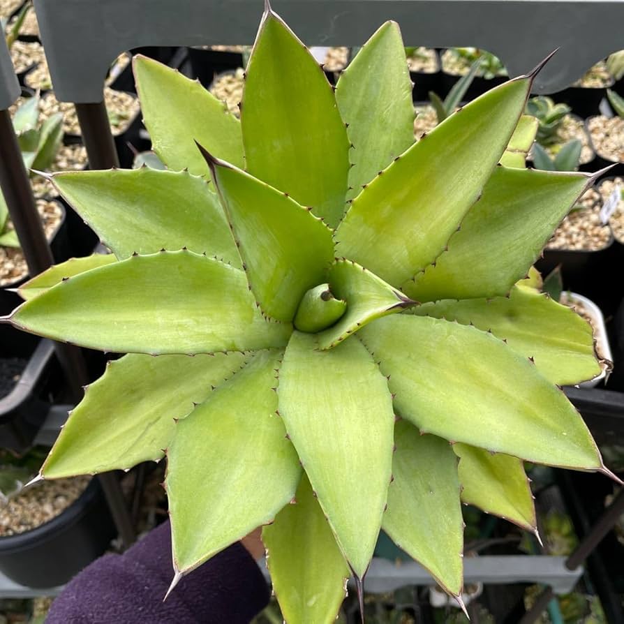 Amazon.co.jp: アガベ チタノタ×デスメティアナ 'Yuki de Yunlin