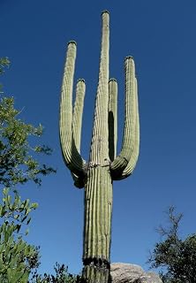 CARNEGIEA GIGANTEA Saguaro Giant Cactus Cacti Succulent 20 Seeds