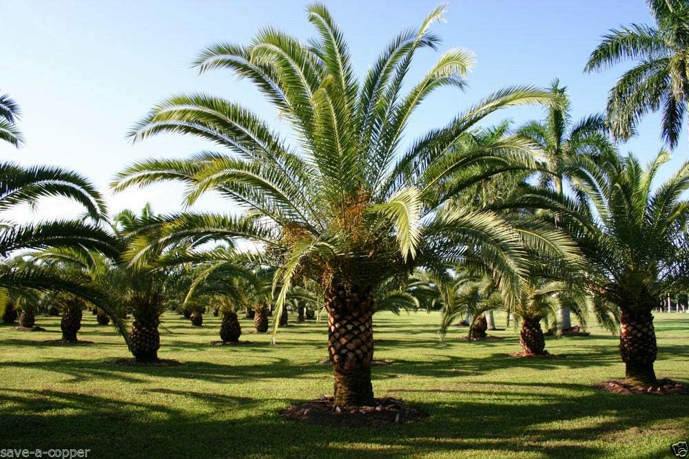 Phoenix CANARIENSIS - Canary Island Date Palm -Tropical Plant - 12 Quality Seeds