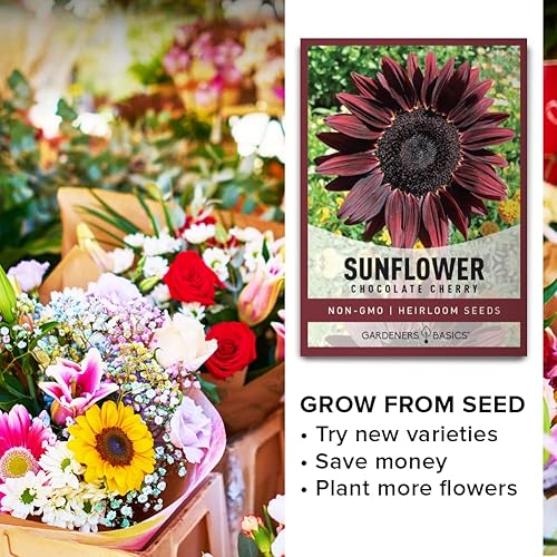 Miniatura 5 de Gardeners Basics Semillas de girasol de cereza de chocolate para plantar flores, es una variedad de flores sin OMG, semillas de girasol rojo,