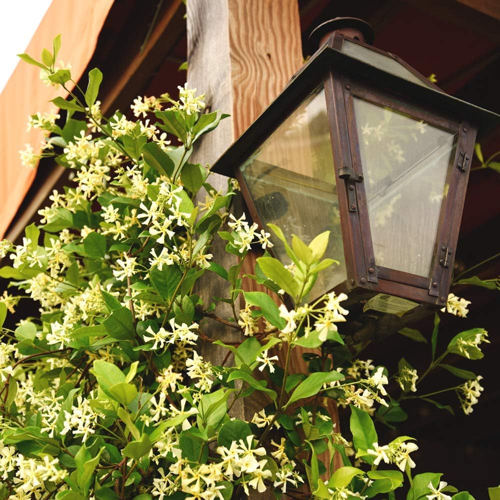 Perfect Plants Confederate Jasmine Live Plant, 1 Gallon Pot - 2 Pack, Includes Care Guide